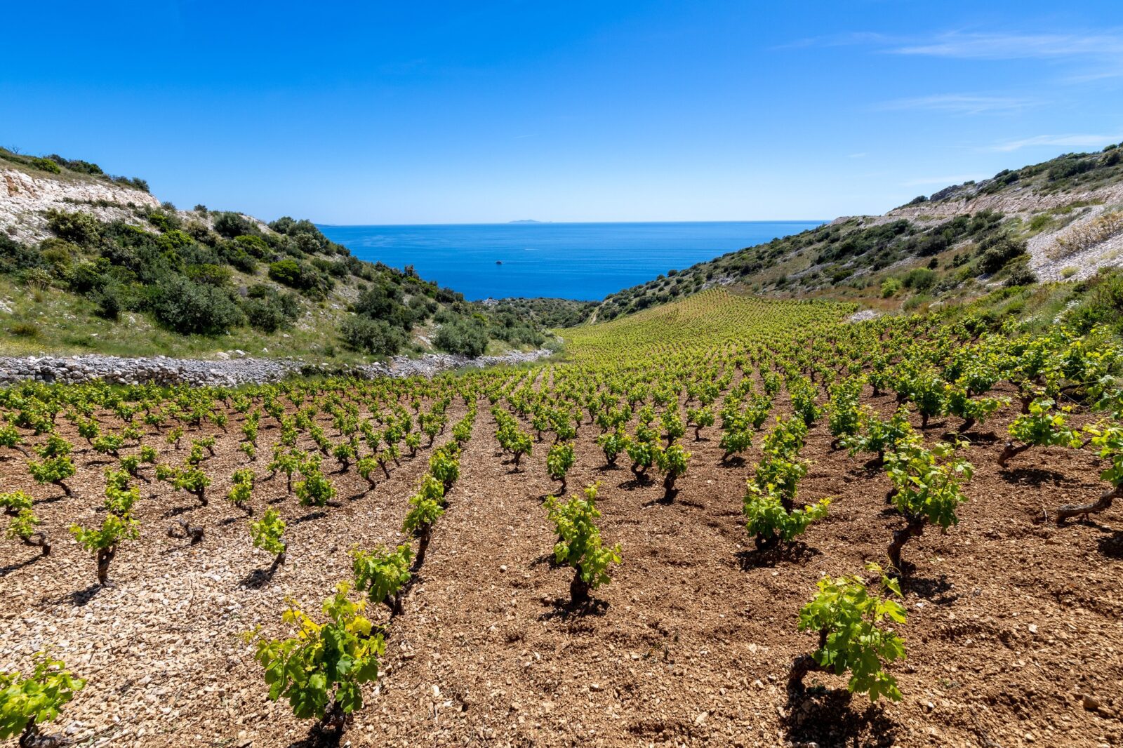 Vineyard at the slopes of souther side of Hvar planted in red soil rich with minerals that enrich Hvar wine with unique notes - Hvar Wine Tasting