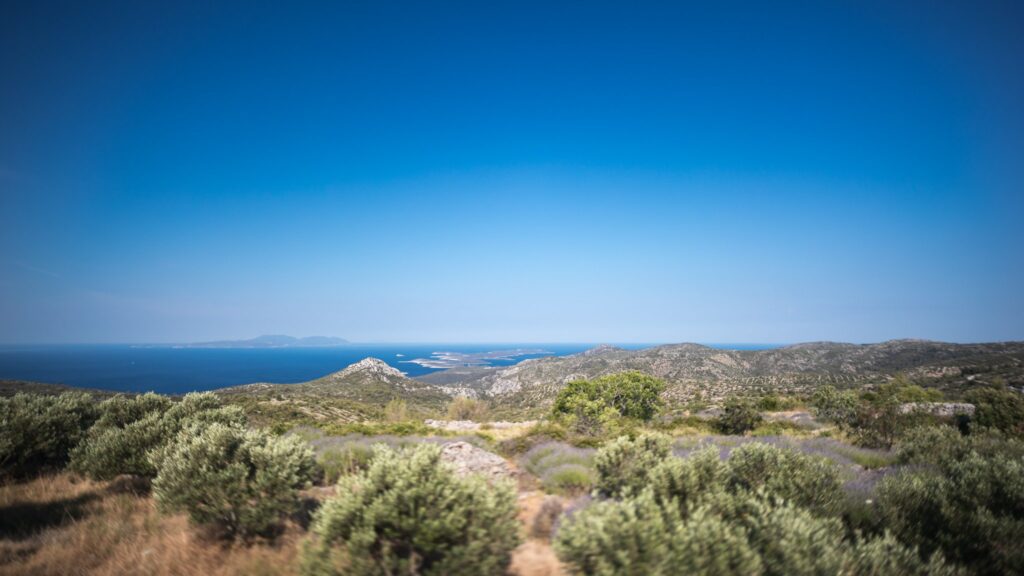 Olive trees on Hvar Island with Pakleni Islands and Vis in the background