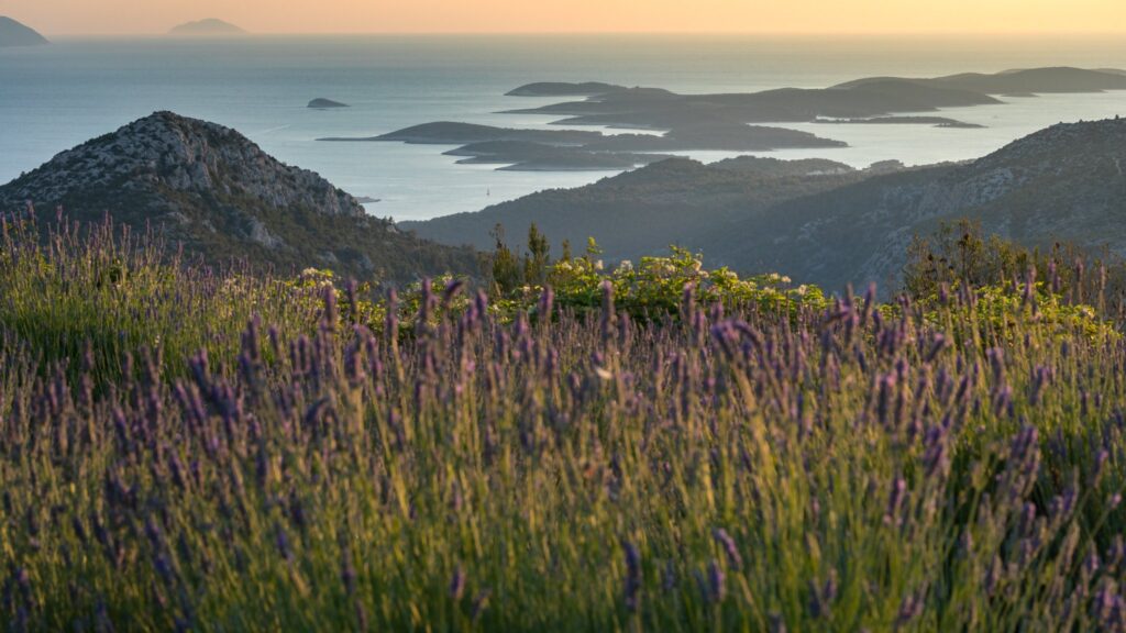 Lavender flowers and Pakleni Islands in the background - Hvar lavender