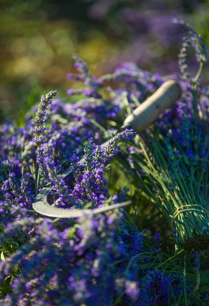 Harvested Hvar lavender and a manual tool used to for lavender harvest on Hvar island