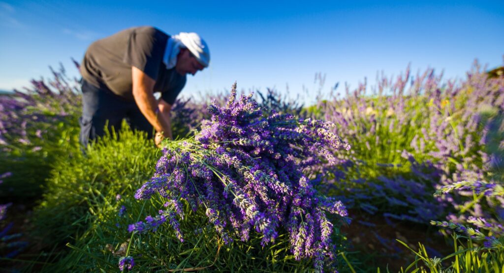A man harvesting Hvar Lavender