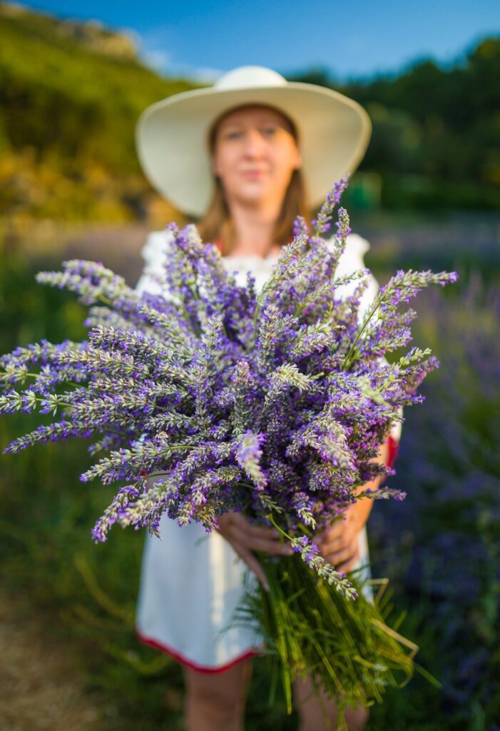 Hvar Lavender flowers in the hands of a woman with white hat and white dress with red edges