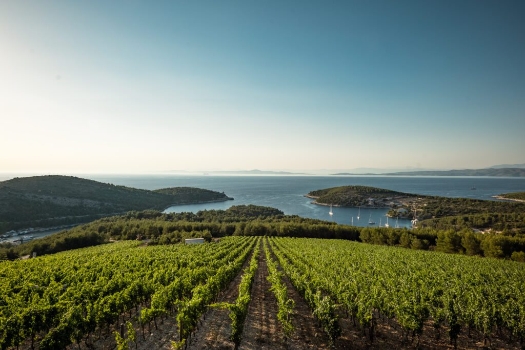 Vineyard at the slope of Hvar Island where grapes for some of the best Hvar Wine grow in hot sun
