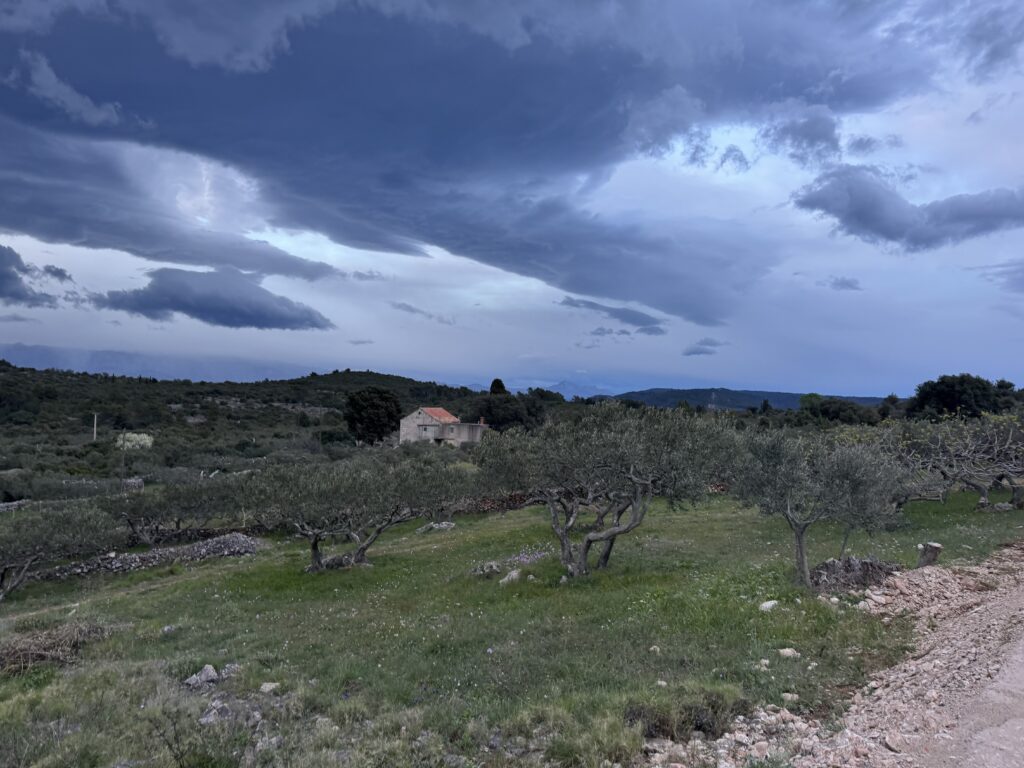 Olive groove on Hvar in the remote part near Zastražišće